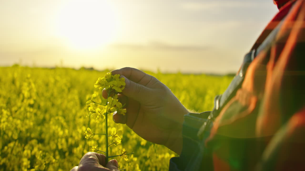 Mãos do Agricultor Examinando Planta de Colza em Campo Dourado ao Pôr do Sol