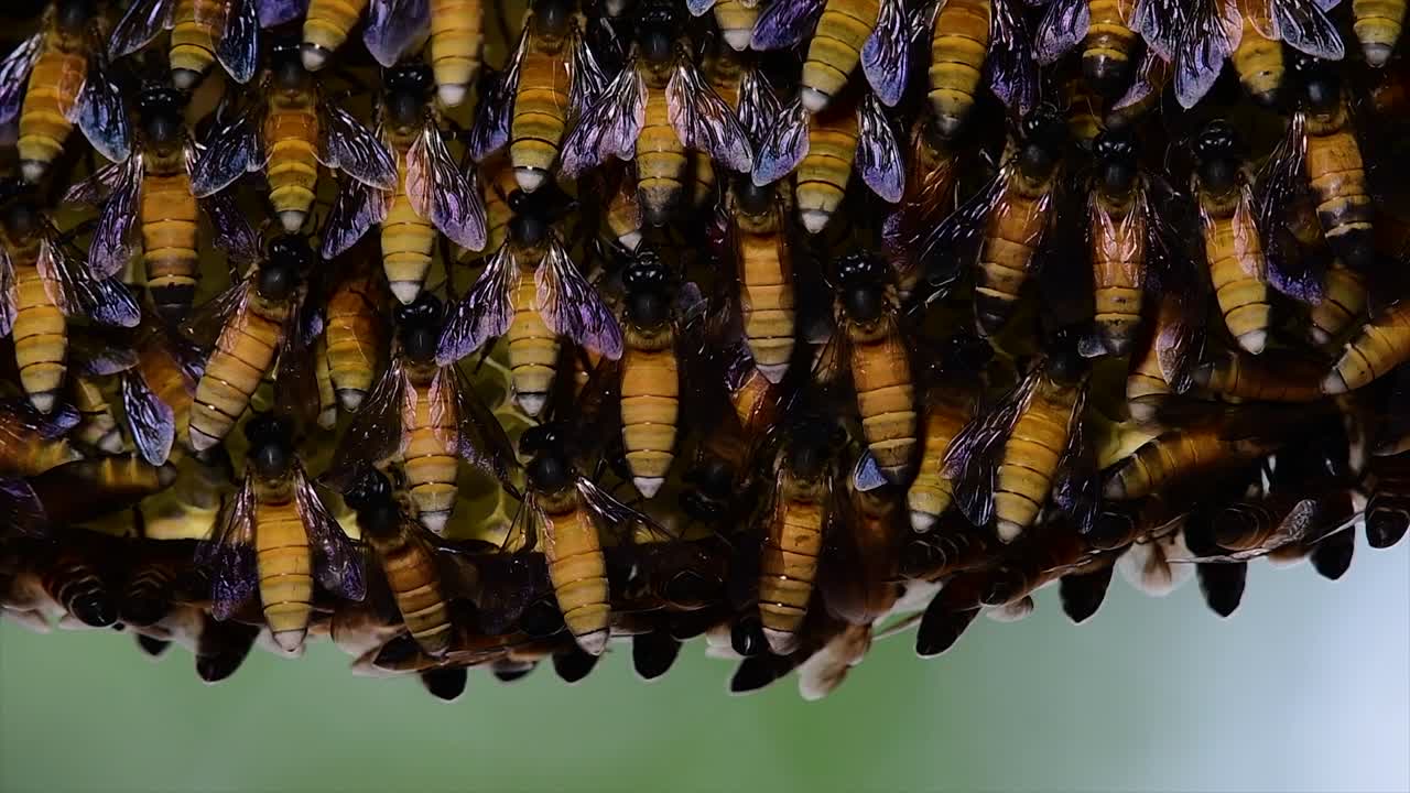 se sabe que las abejas melíferas construyen grandes colonias de nidos con bolsillos simétricos hechos de cera para almacenar miel como fuente de alimento