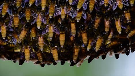 honey bees are known to build large colonies of nest with symmetrical pockets made of wax for them to store honey as their food source