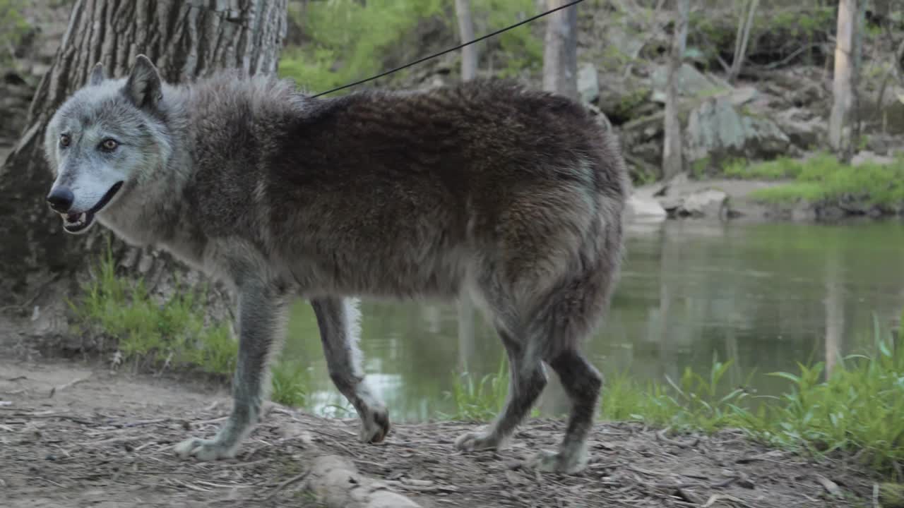 A gray wolf walks gracefully along the riverbank in a forest setting. Captured in soft daylight with a serene stream and early spring greenery in the background.