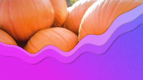 Animation-of-purple-waves-over-pumpkins-patch