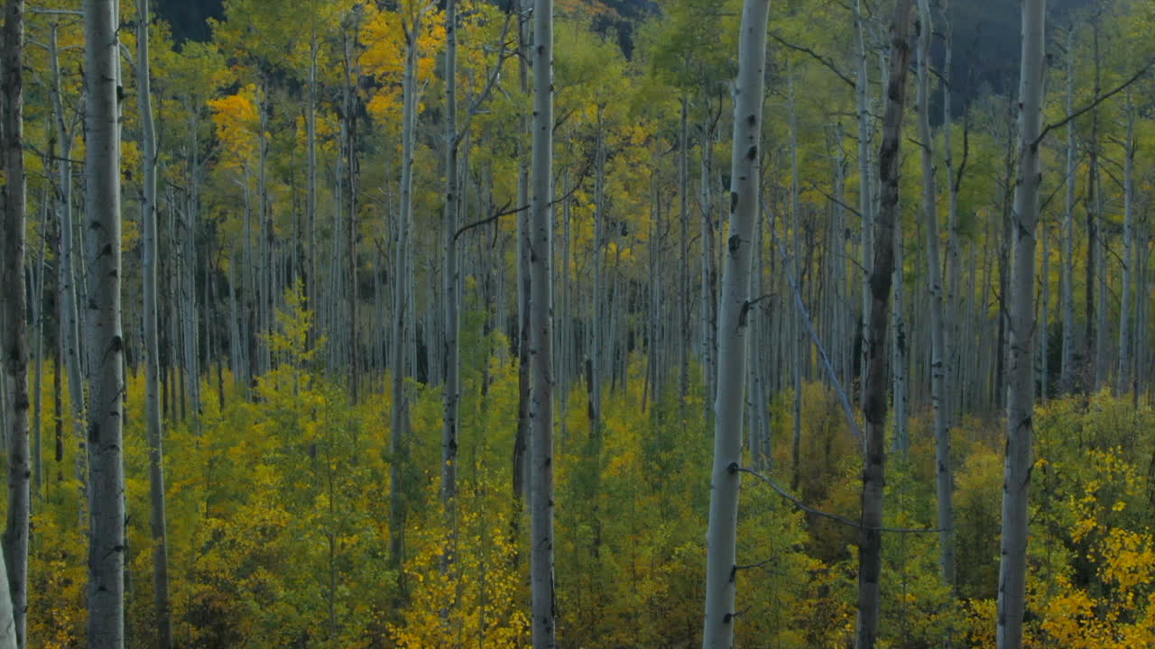 árbol de abeto bosque bosque cae otoño colores amarillos verdes avión no tripulado cinematográfico tarde tarde independencia kebler pasar masa de nieve montaña ashcroft tarde puesta de sol hora de oro lentamente hacia arriba movimiento