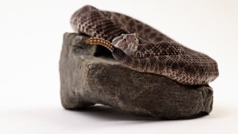 serpiente de cascabel massasauga en roca con fondo blanco mira hacia la cámara como sonajeros de cola - cerrar