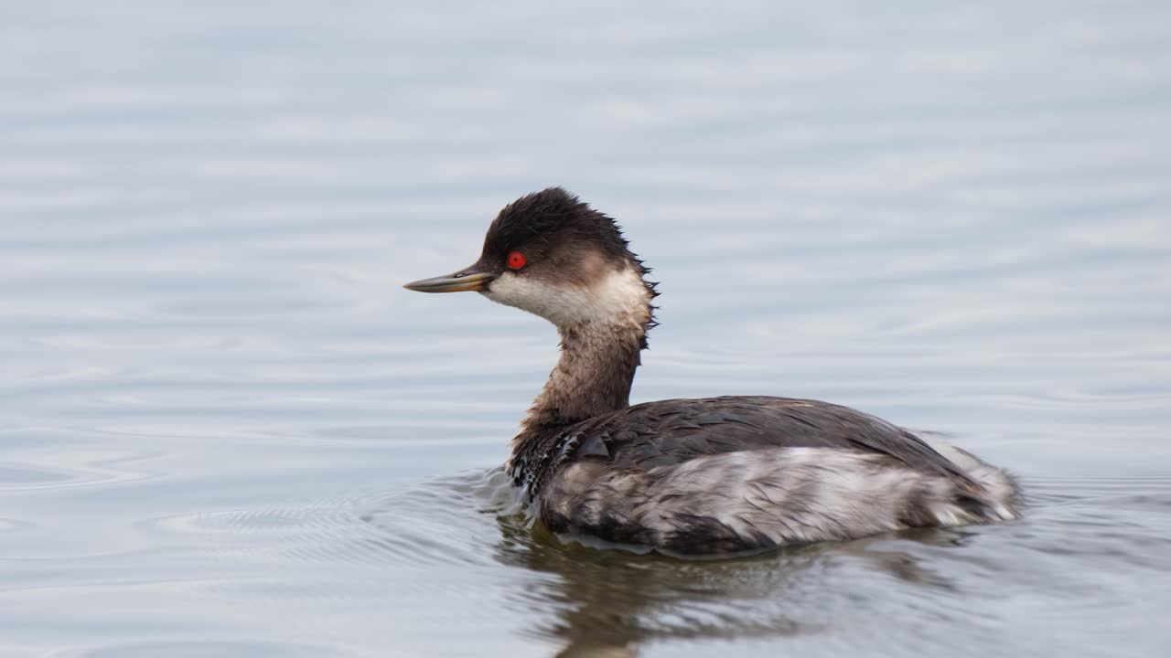 검은목논병아리, podiceps nigricollis