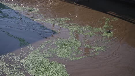 Dirty-wastewater-with-pollution-on-surface-at-purification-tank