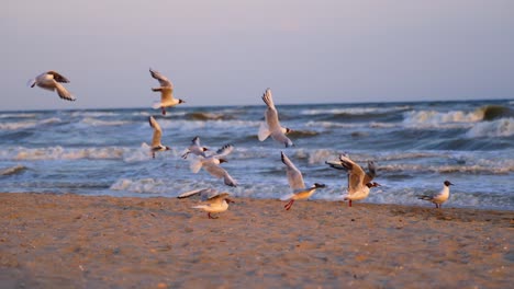 seagulls on sea beach. flock of seagulls sitting and flying on the beach