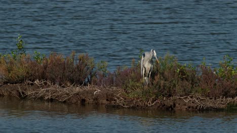 Die-Kamera-Zoomt-Heraus,-Während-Dieser-Vogel-Nach-Rechts-Ins-Wasser-Schaut,-Um-Seine-Beute-Zu-Finden,-Den-Graureiher-Ardea-Cinerea,-Thailand