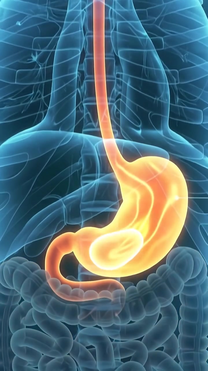 Animazione medica 3D del funzionamento dell'apparato digerente umano
