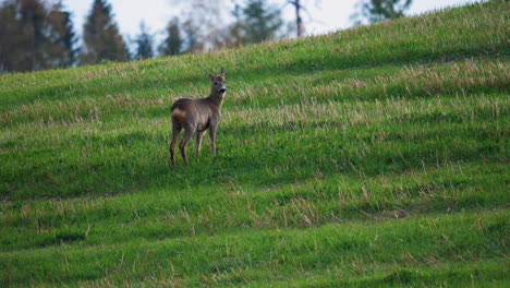 static shot of a deer standing on a green field, in spydeberg, south norway - cervus elaphus atlanticus