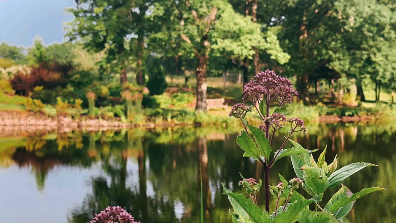 hermoso estanque de jardín con flores púrpuras