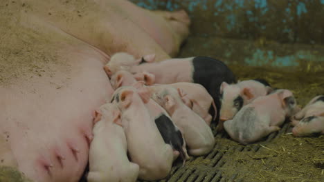 adorable scene of pig farming