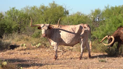 Longhorn-Herde-Wartet-Darauf,-Gefüttert-Zu-Werden