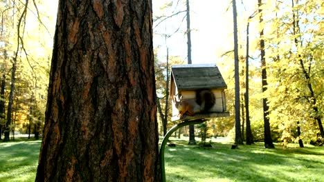 squirrel sitting on the feeder on a tree in the park on a sunny day