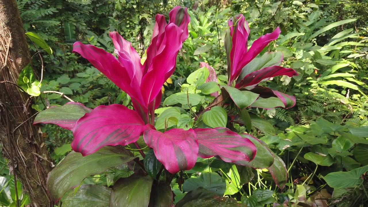 Primo piano di Cordyline Fruticosa Rosa, Pianta Ti, Fogliame Hanjuang, Bali, Indonesia.