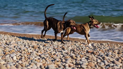 two dogs running on a pebble beach by the ocean waves