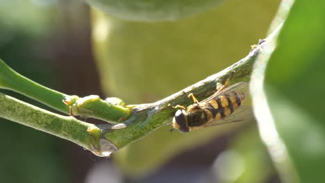 Vespidae-wasp-takes-off-from-citrus-tree-branch-and-flies-away,-macro-close-up