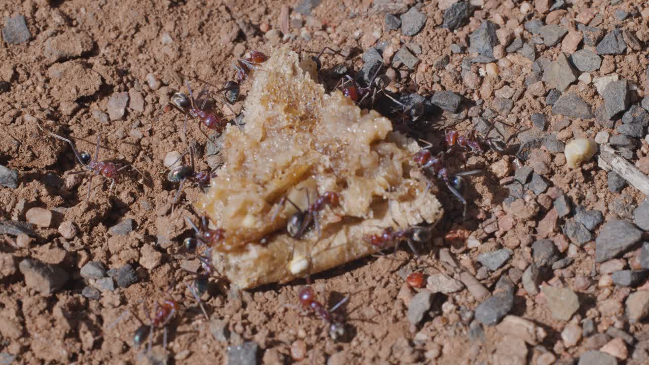 Bull ants gather and feed on a food scrap on gravelly dirt in natural sunlight