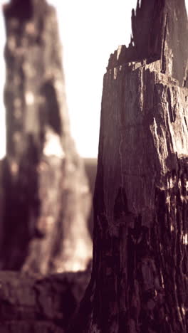 burnt tree trunk close-up