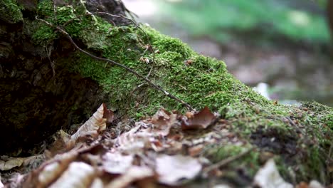 Zeitlupenrutsche-Auf-Wunderschönem-Moos-Im-Grünen-Wald