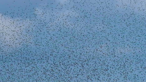 thousands of starling murmuration at snettisham nature reserve, norfolk uk, slow motion, 4k