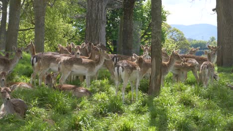 herd of deer relaxing under the tree shade in the forest of dublin, ireland