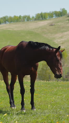 graceful dark brown horse shakes head to drive away flies standing at highland slow motion. young equine animal grazes on fresh wild pastureland slopes