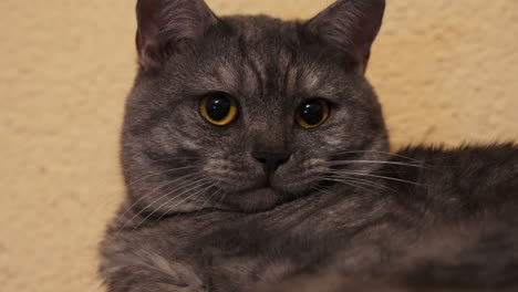 Macro-close-up-of-yawning-cute-grey-cat-with-yellow-eyes-in-the-morning