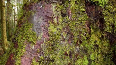 primer plano de musgo y líquen en la corteza de los árboles