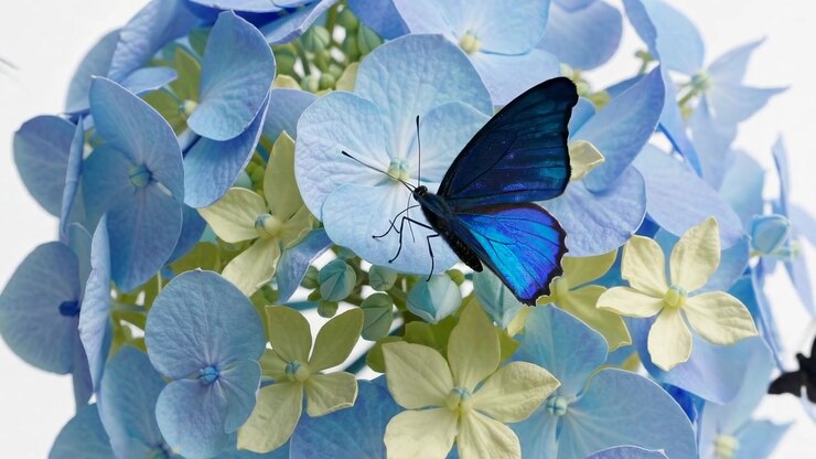 Video ravvicinato di una farfalla blu vibrante su ortensie color pastello