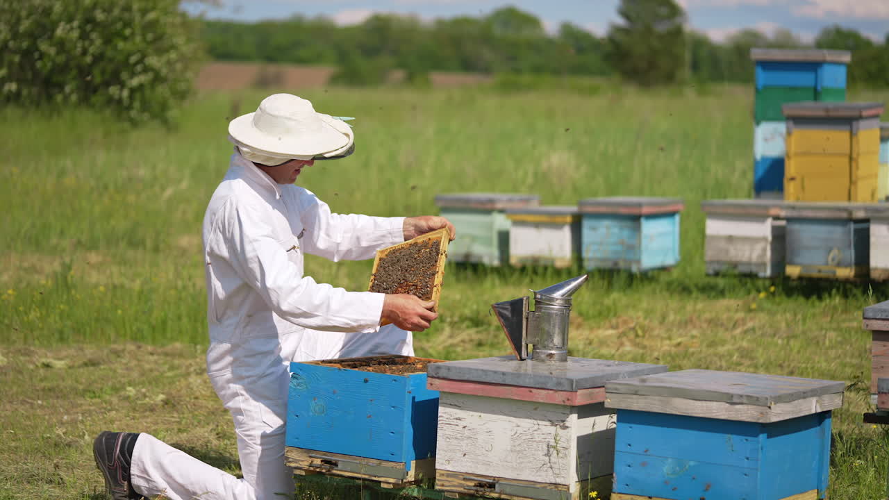 Male beekeeper working with beehives. Agricultural summer insects worker in protecive suit.