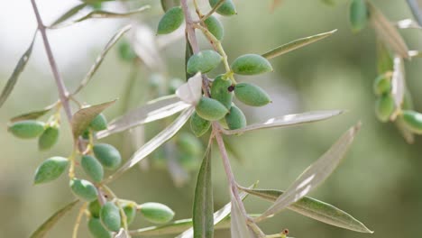 Close-up-macro-shot-of-olive-branch-in-Greece