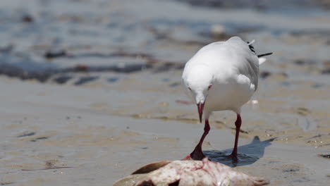 vista de 4k de gaviota blanca comiendo pescado muerto en la orilla de la playa de arena, australia