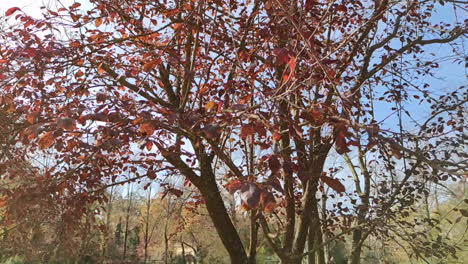 autumnal trees with red foliage in the park