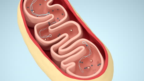 cross-section view of mitochondria, 3d rendering.