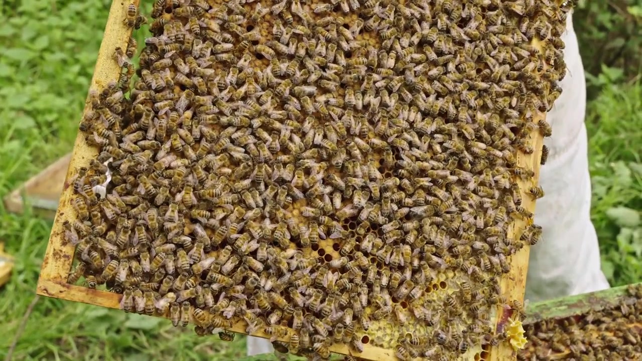 Apicultor segura um quadro denso coberto de abelhas durante a inspeção externa da colmeia.