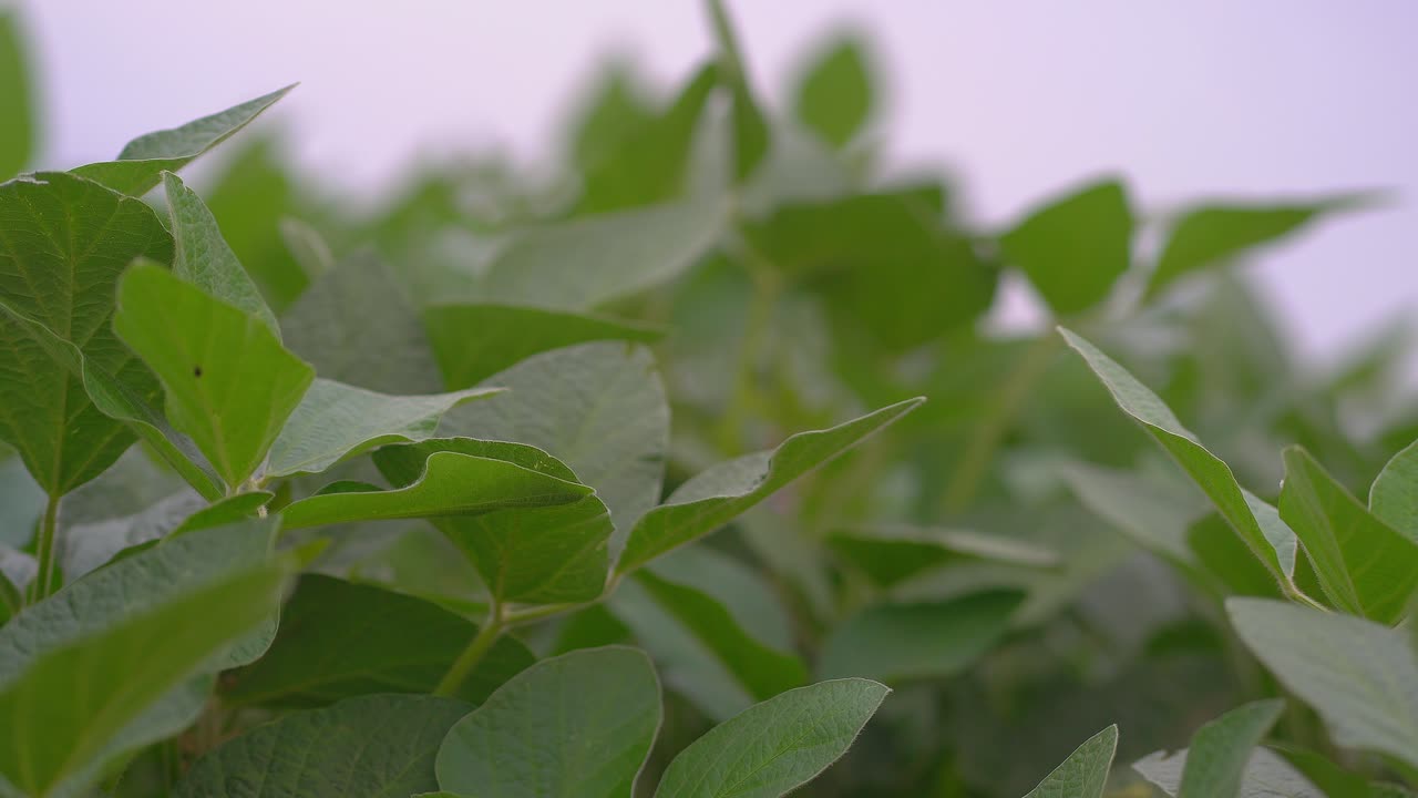 Close-up of green soybean leaves.