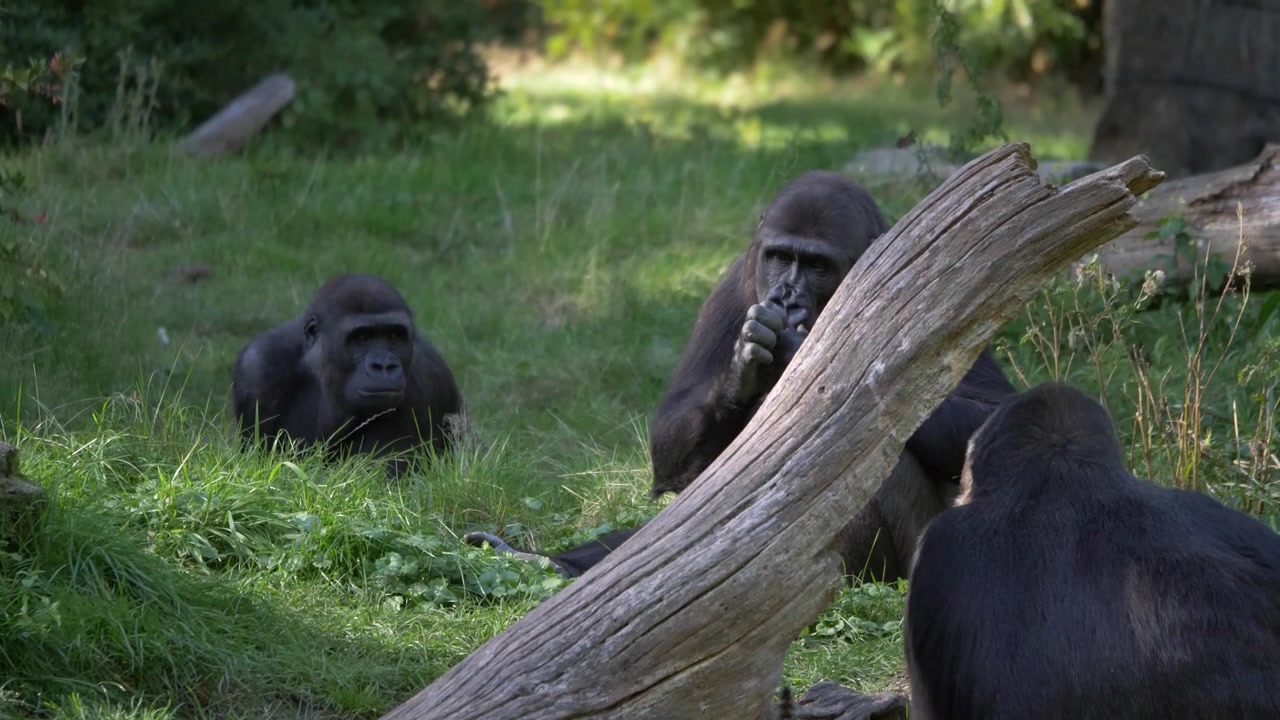 Gorilla di pianura che mangiano e si rilassano nell'erba. Bellissimo piano medio nella foresta