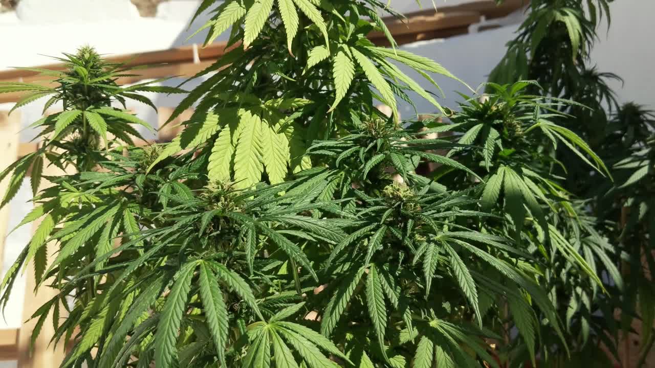 las plantas de marihuana en flor se doblan en el viento