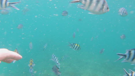 Reaching-for-tropical-fish-while-snorkeling,-close-up-point-of-view