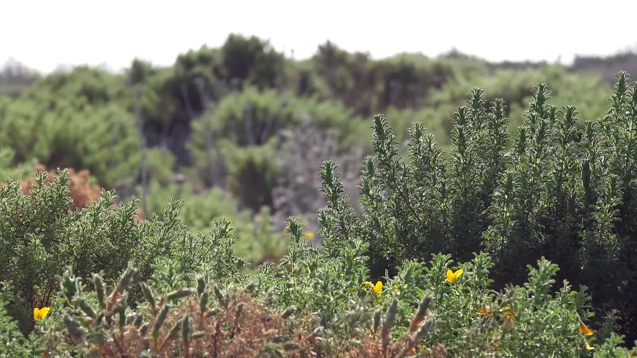 Green Bushes and Yellow Flowers in a Coastal Landscape