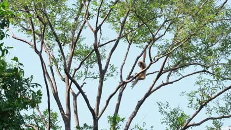 White-handed-Gibbon,-Hylobates-lar,-Female