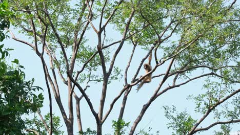 white-handed gibbon, hylobates lar, female