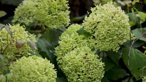 green hydrangea blooms in a lush garden