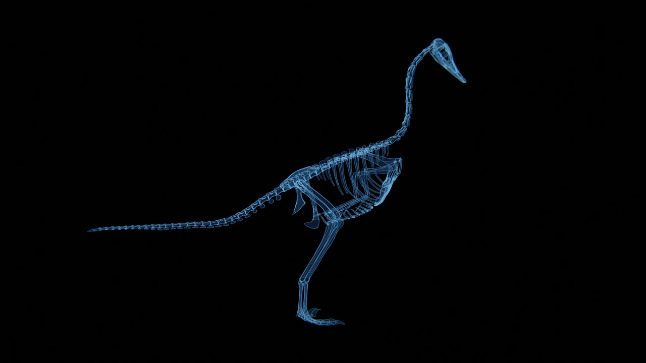 Halszkaraptor escuilliei Skeleton Hologram | Halszkaraptor escuilliei Skeleton Xray video in 4K