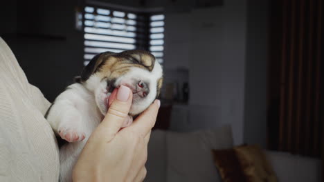 Ein-Kleiner-Beagle-Welpe-In-Den-Händen-Der-Gastgeberin.-Ihr-Finger-Gleitet.