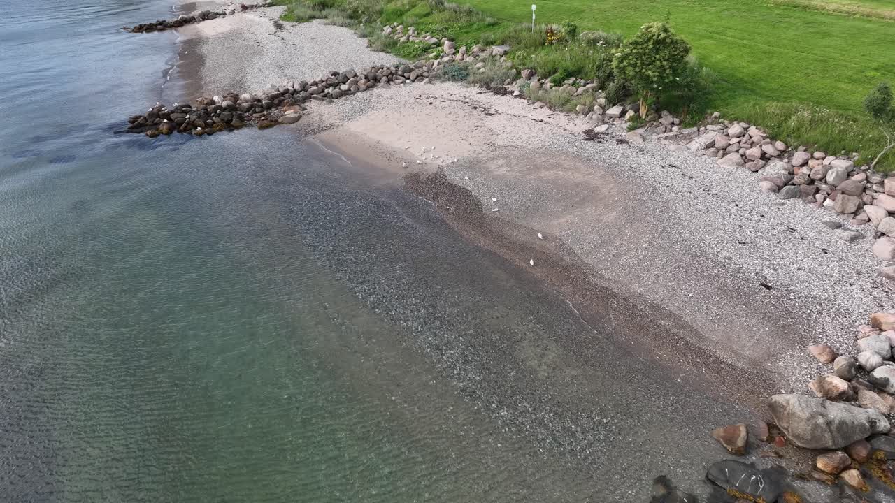 Flock of seagulls resting at Danish beach during summer - Aerial approaching birds above transparent clean ocean water