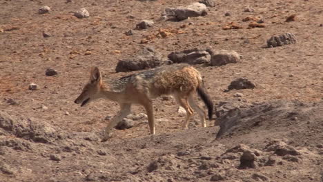 blacks-backed-jackal-walking-past-next-to-giraffe's-legs-near-waterhole