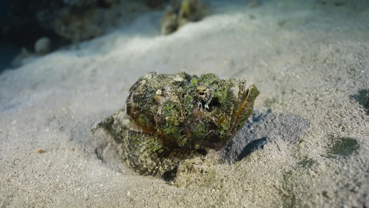 Stonefish. Invisible poisonous hunter. Red sea.