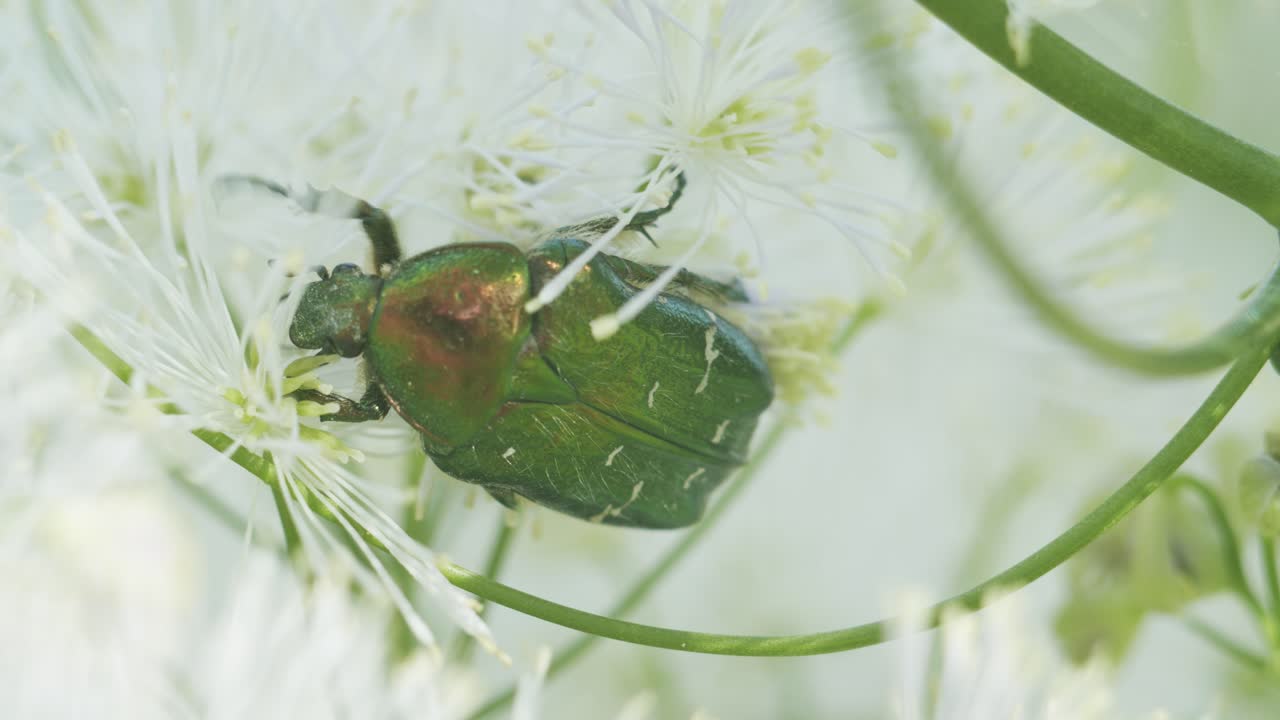 꽃 매크로에 꽃가루를 먹는 녹색 장미 풍뎅이과 cetonia aurata 가까이