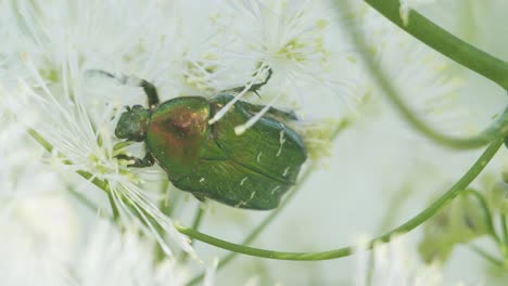 rosa verde chafer cetonia aurata comiendo polen en flor macro cerrar